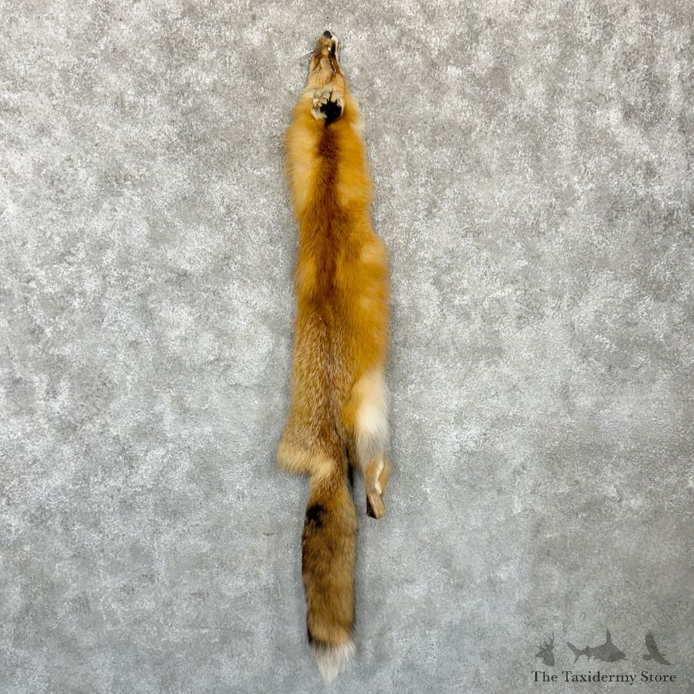 Red Fox Tanned Hide For Sale #29743 @ The Taxidermy Store