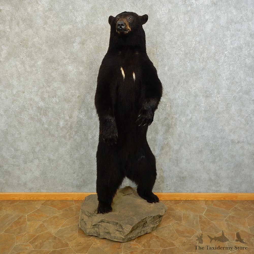 Black Bear Life-Size Mount For Sale #16280 @ The Taxidermy Store