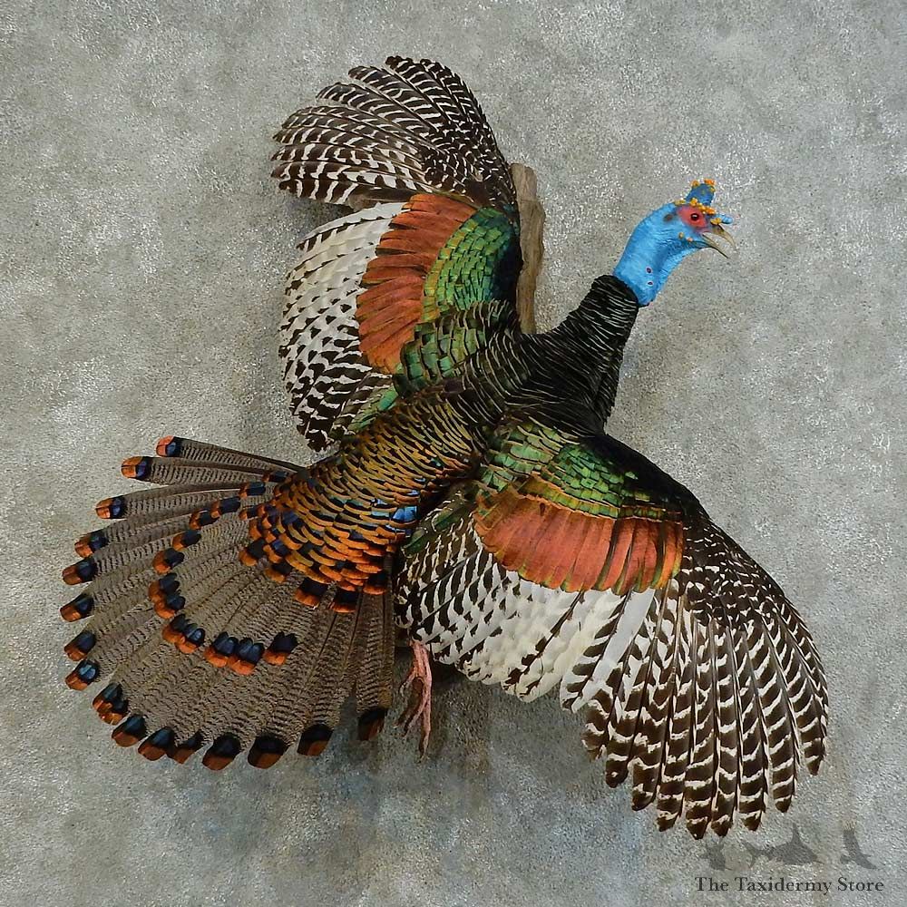 Ocellated Turkey Bird Mount For Sale #16335 @ The Taxidermy Store
