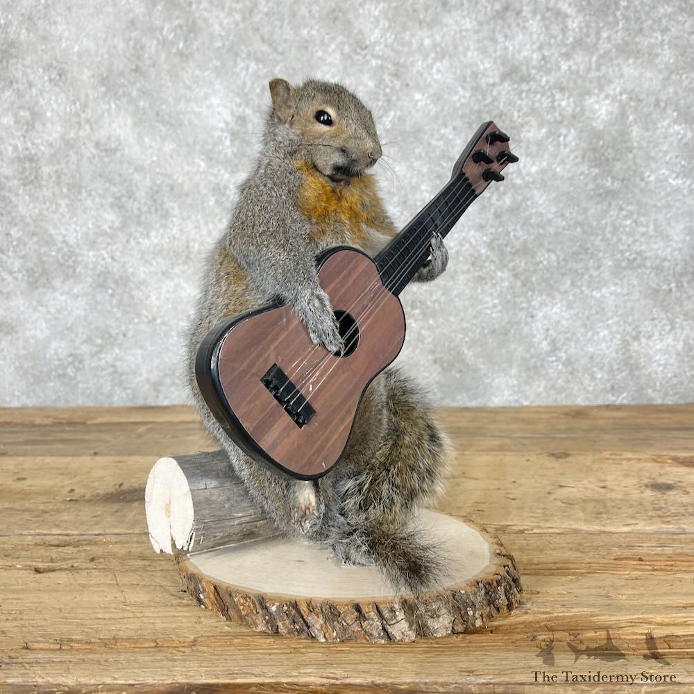 Grey Squirrel Novelty Mount For Sale #28668 @ The Taxidermy Store