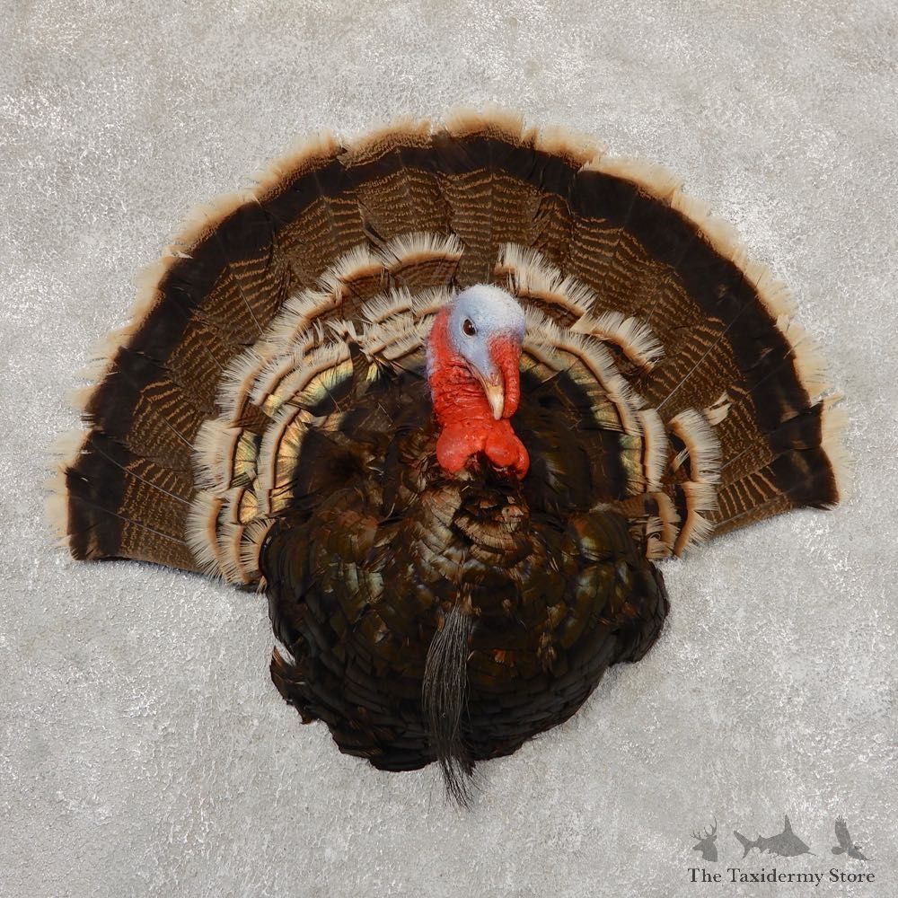 Merriam's Wild Turkey Half-Life-Size Mount For Sale #18922 @ The Taxidermy Store