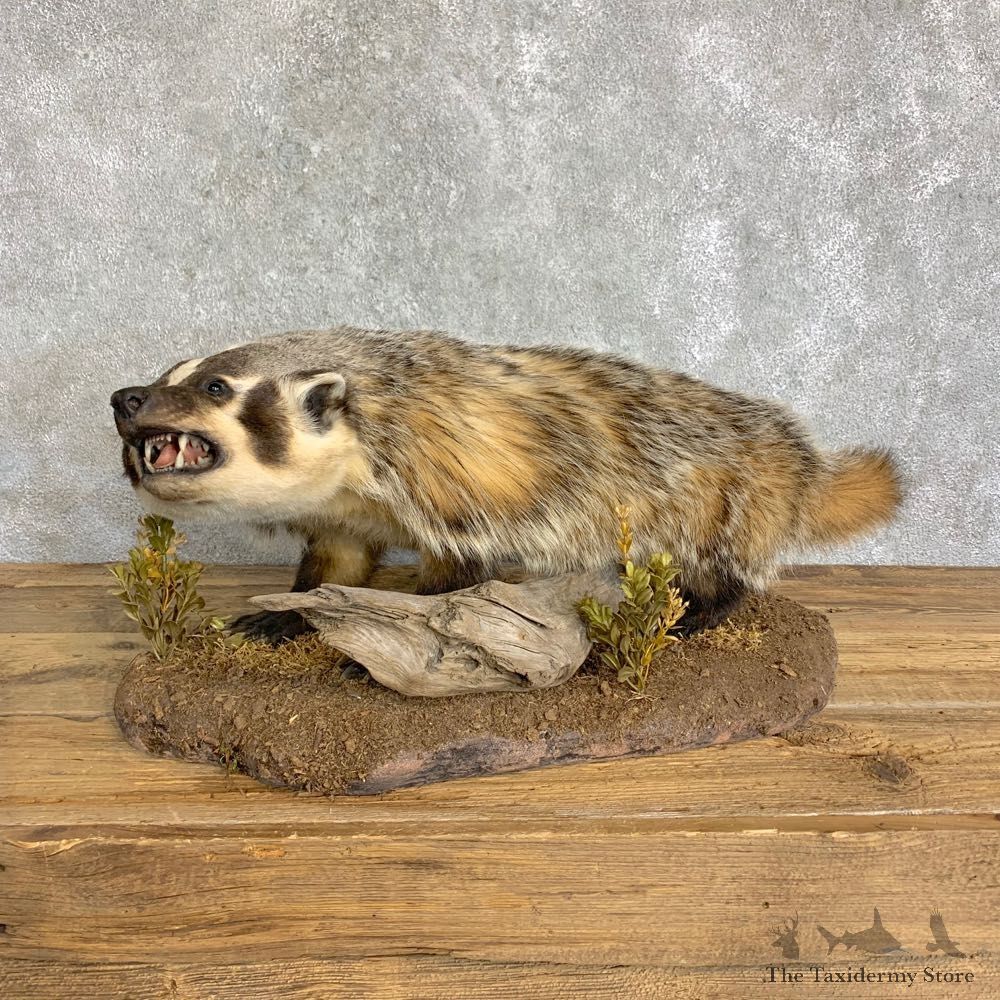 American Badger Life-Size Mount For Sale #22836 @ The Taxidermy Store