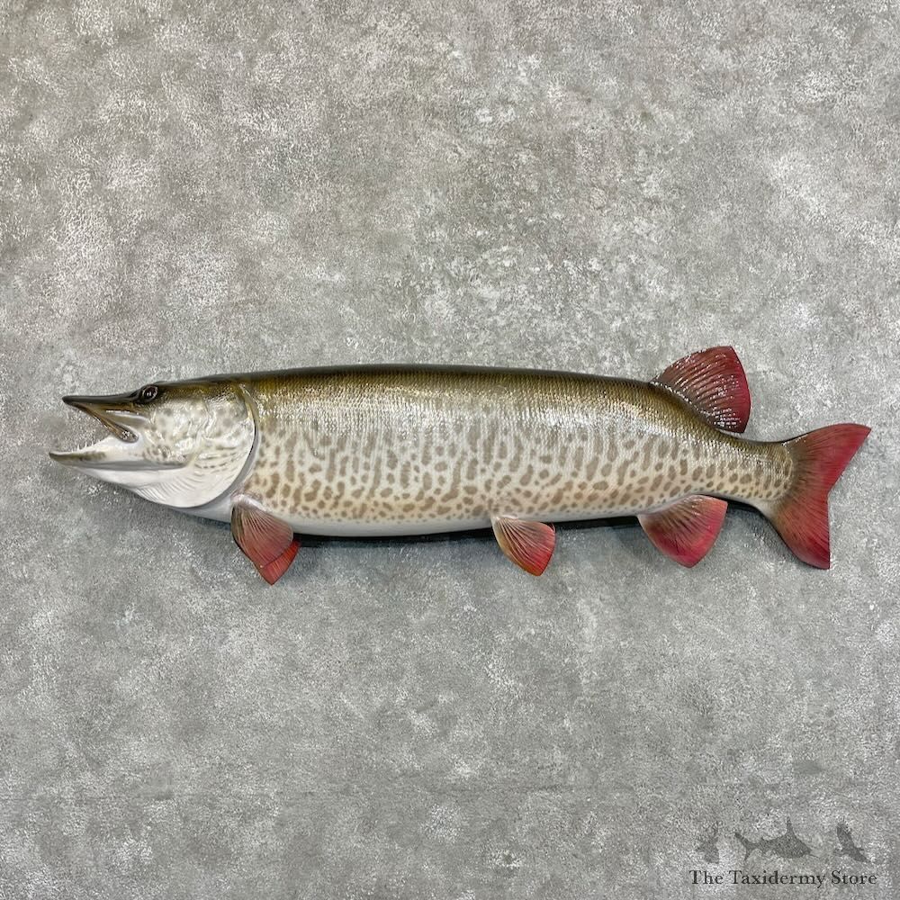 Reproduction Muskellunge Fish Mount For Sale #27529 @ The Taxidermy Store