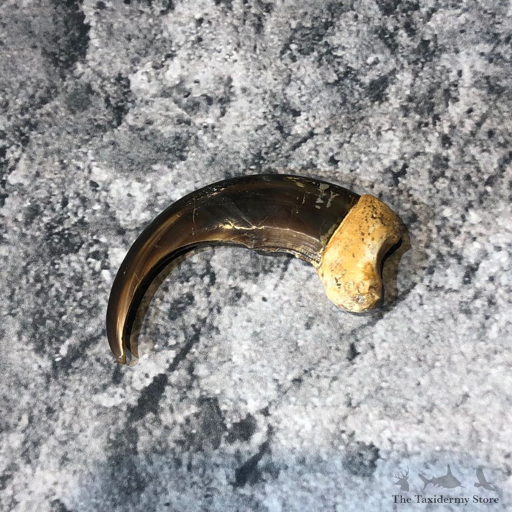 Grizzly Bear Claw For Sale #18803 @ The Taxidermy Store