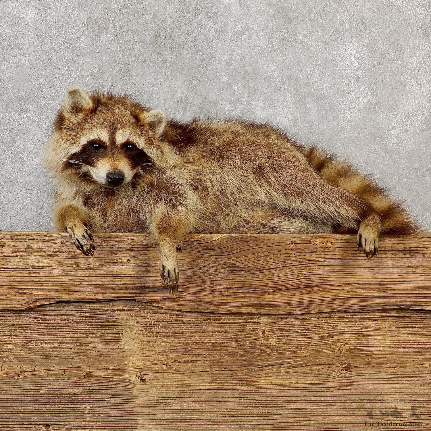 Blonde Raccoon Life-Size Mount For Sale #19281 @ The Taxidermy Store