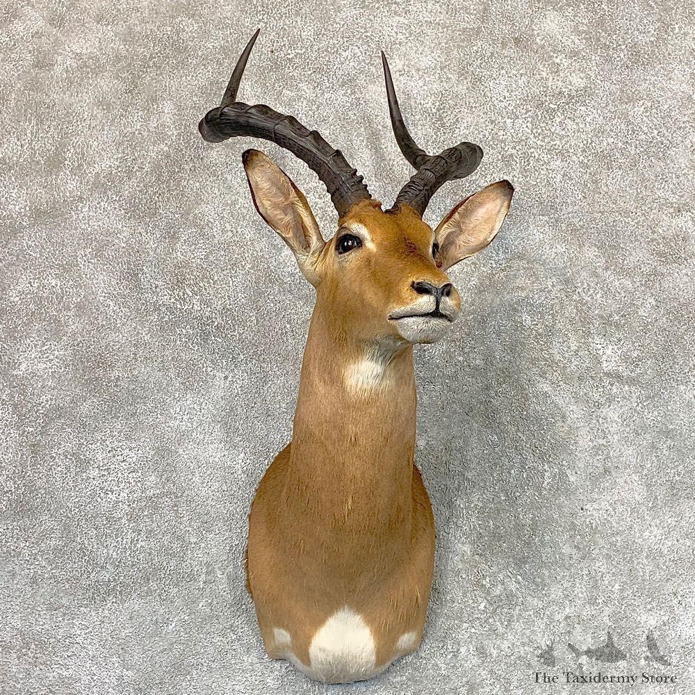African Impala Shoulder Taxidermy Mount #22986 For Sale @ The Taxidermy Store