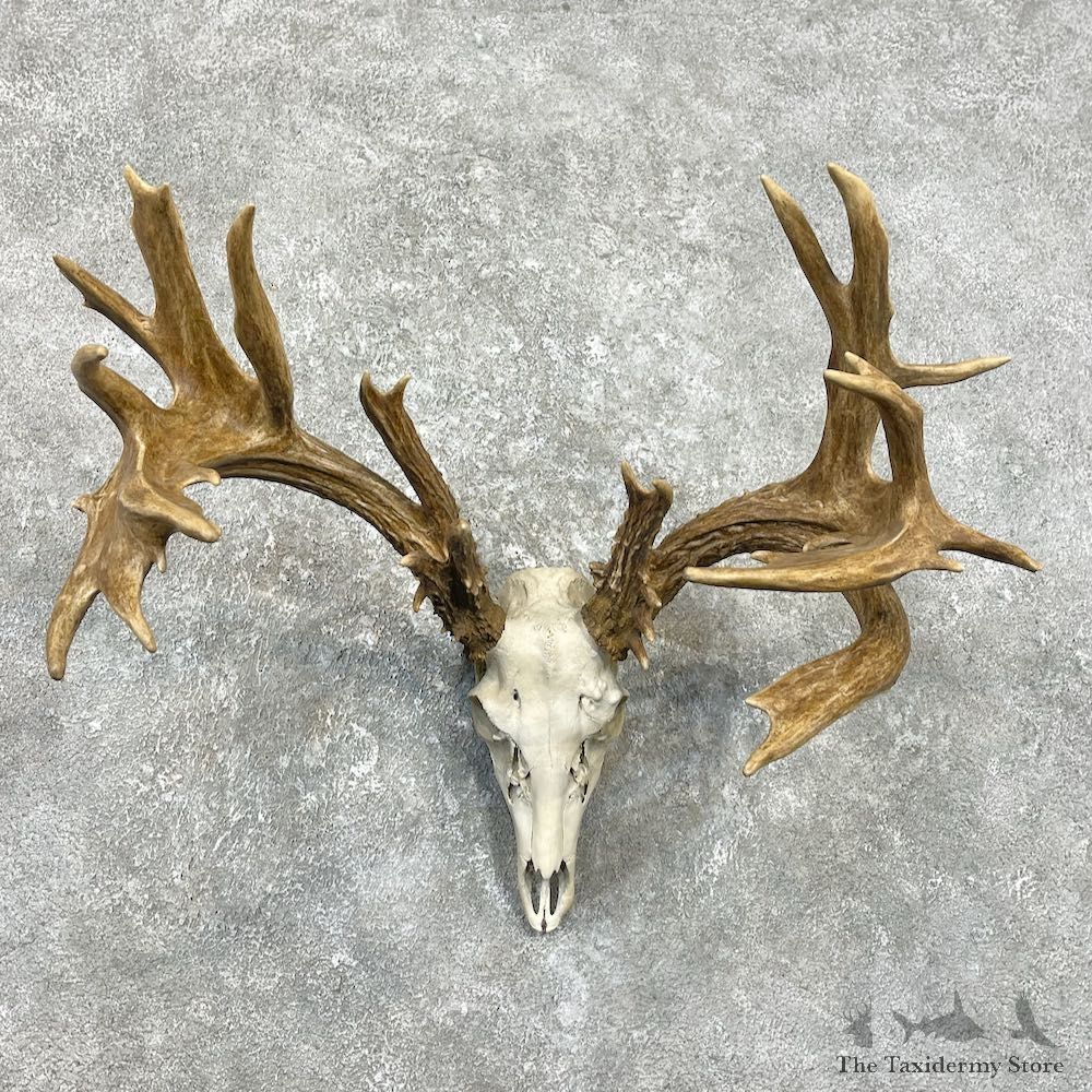 Whitetail Deer Skull European Mount For Sale #26219 @ The Taxidermy Store