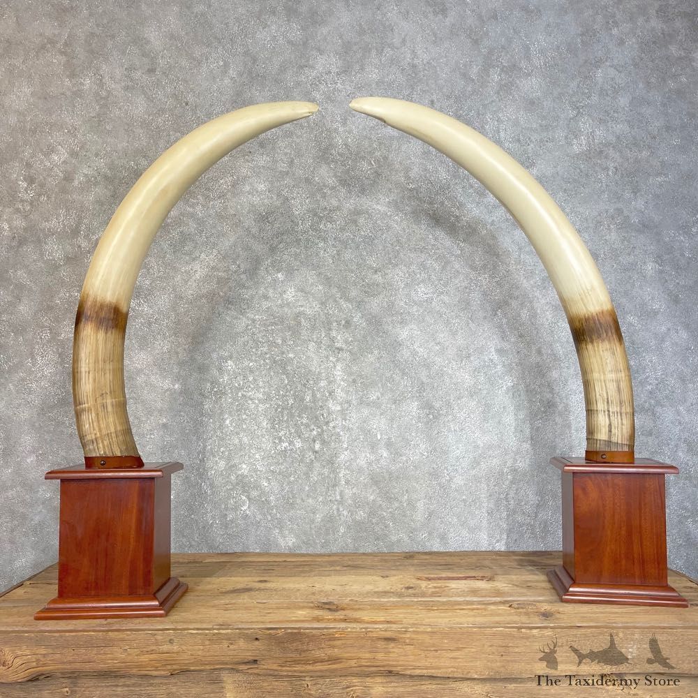 Elephant Tusk Replica Mount For Sale #25129 @ The Taxidermy Store