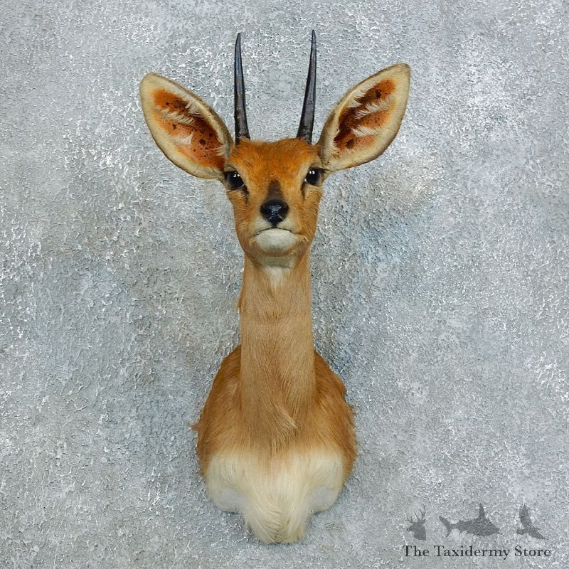 African Steinbok Shoulder Mount For Sale #18451 @ The Taxidermy Store