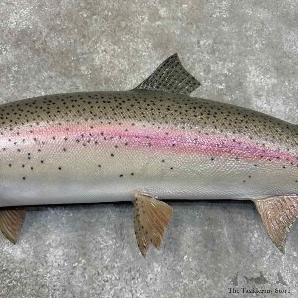Rainbow Trout Fish Mount For Sale #30989 @ The Taxidermy Store