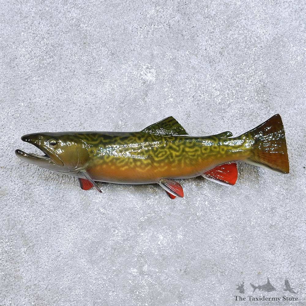Tiger Trout Freshwater Fish Mount For Sale #14093 @ The Taxidermy Store