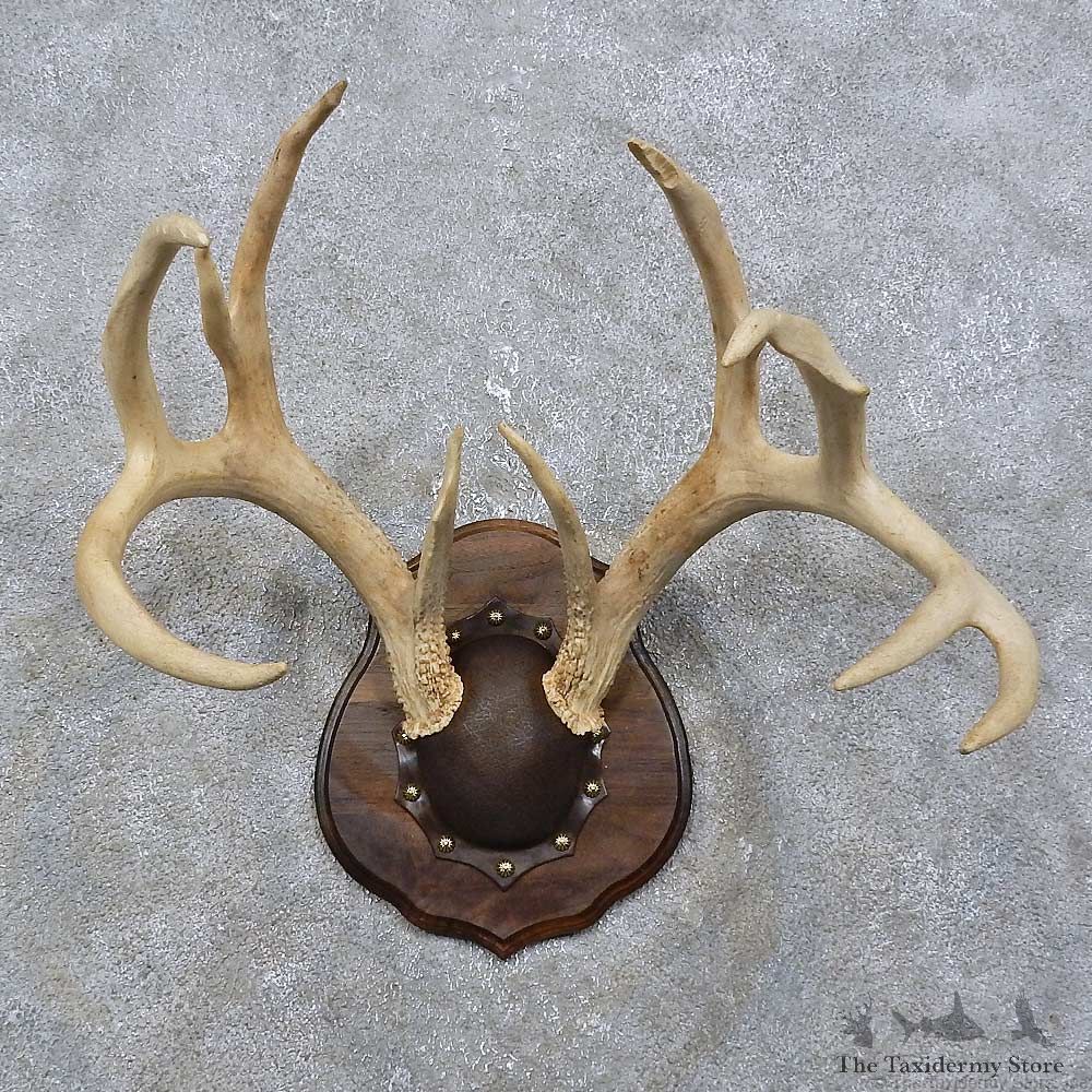 Whitetail Deer Antler Plaque Mount For Sale #15774 @ The Taxidermy Store