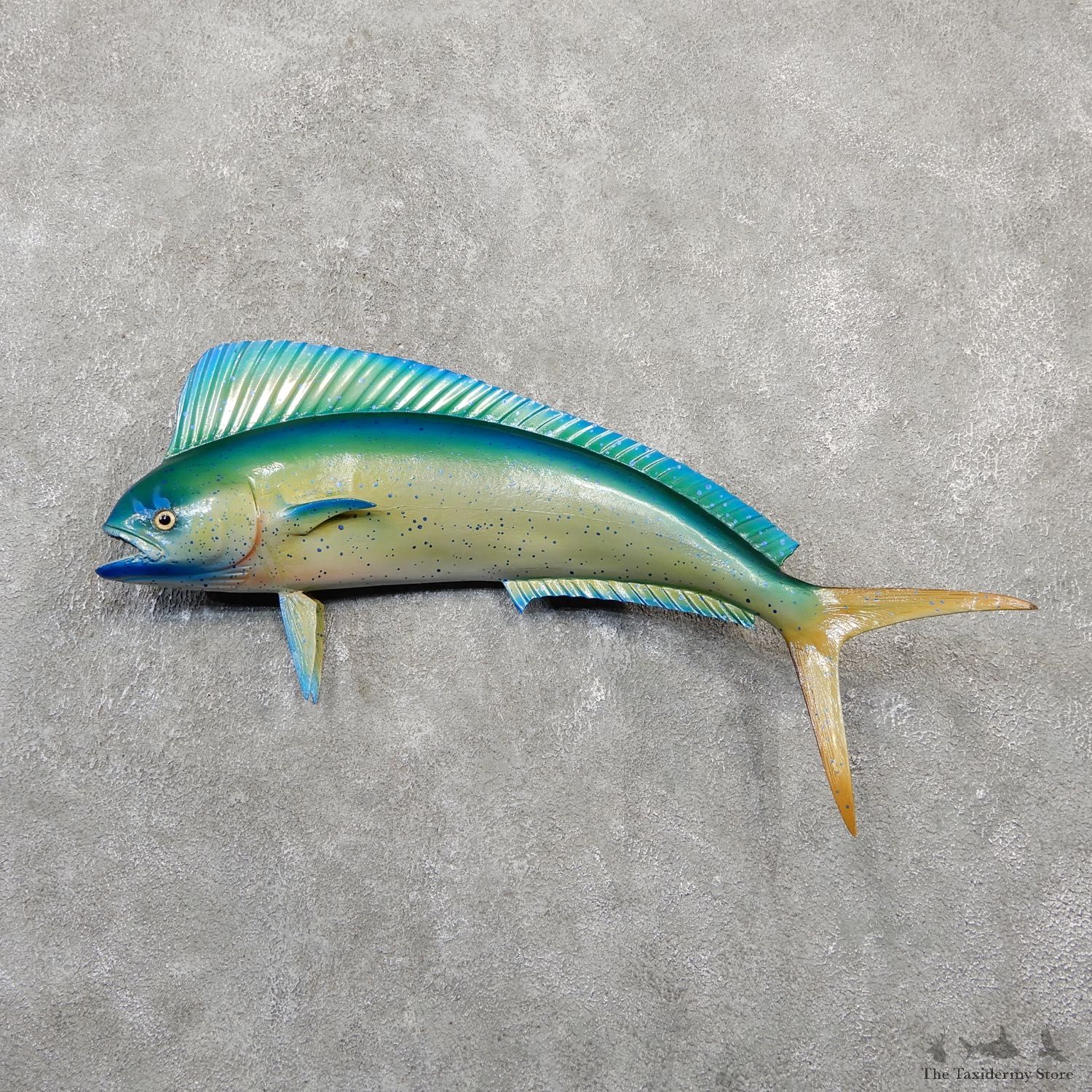 Mahi Mahi Taxidermy Fish Mount #20052 For Sale @ The Taxidermy Store