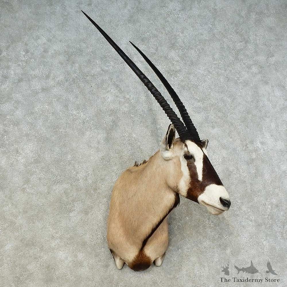 African Gemsbok Shoulder Mount For Sale #16219 @ The Taxidermy Store
