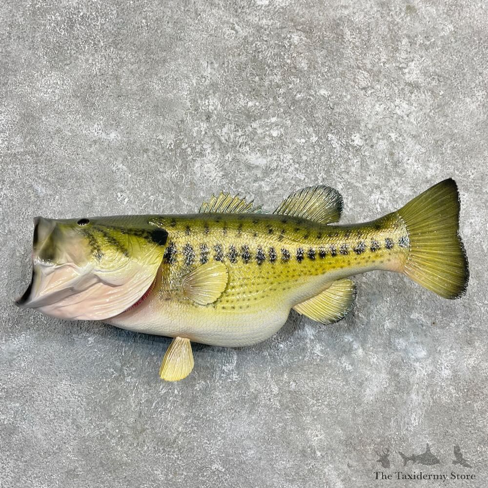 Largemouth Bass Fish Mount For Sale #27246 @ The Taxidermy Store