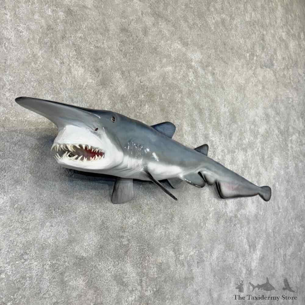 Goblin Shark Reproduction Mount For Sale #31854 @ The Taxidermy Store