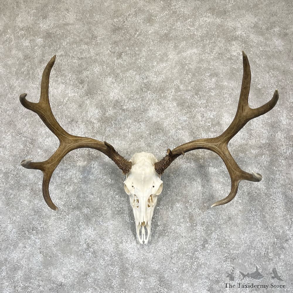 Mule Deer Skull Antler European Mount For Sale #28105 @ The Taxidermy Store