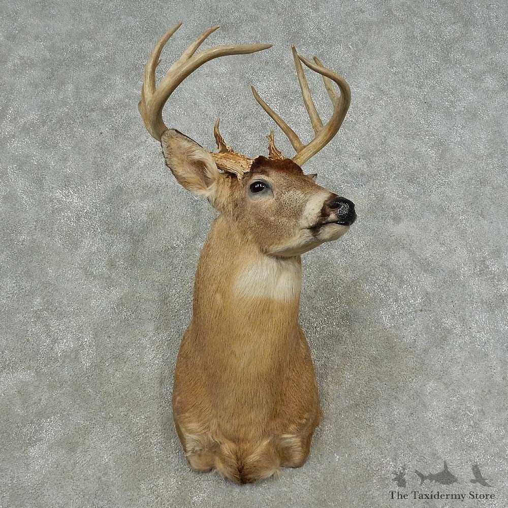 Whitetail Deer Shoulder Mount For Sale #16708 @ The Taxidermy Store