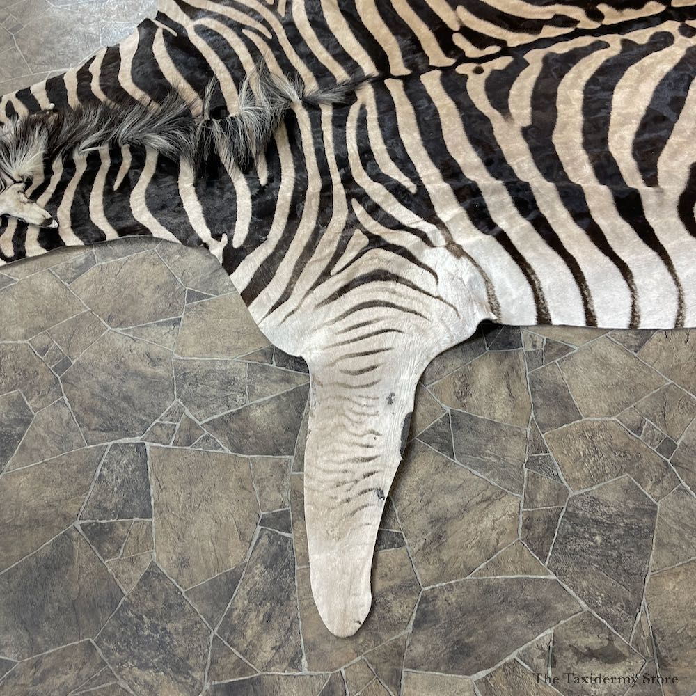 African Zebra Full-Size Taxidermy Rug For Sale #26304 @ The Taxidermy Store