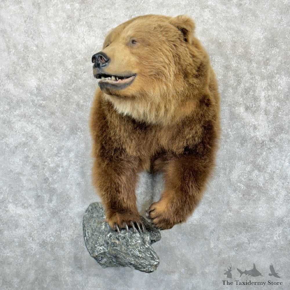 Brown Bear Half Life-Size Mount For Sale #28968 @ The Taxidermy Store