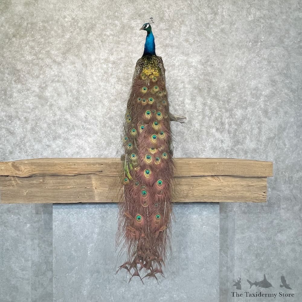 Blue Indian Peacock Bird Mount For Sale #28756 @ The Taxidermy Store
