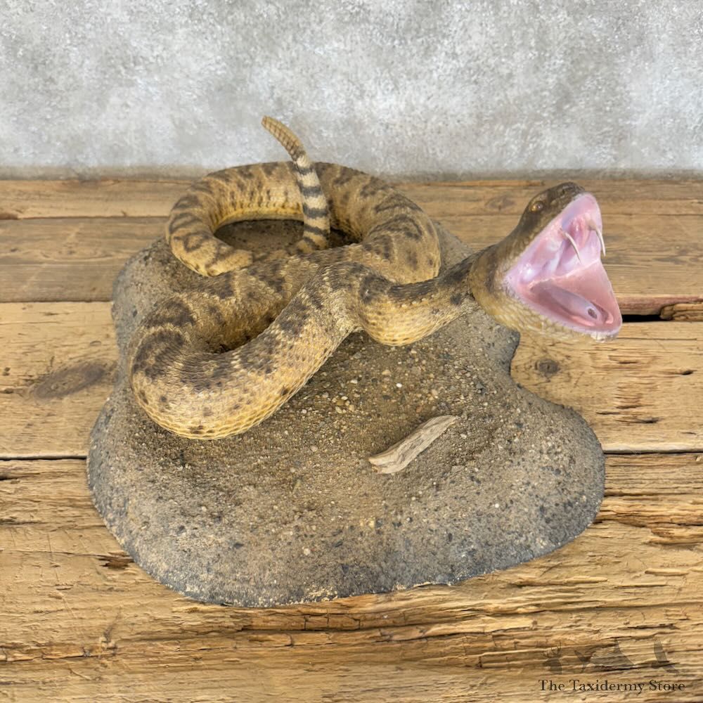 Western Diamondback Rattlesnake Mount For Sale #29088 @ The Taxidermy Store