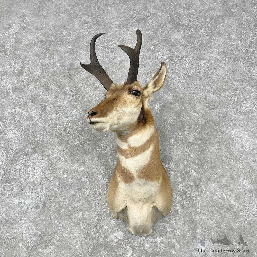 Pronghorn Antelope Shoulder Mount For Sale #26805 @ The Taxidermy Store