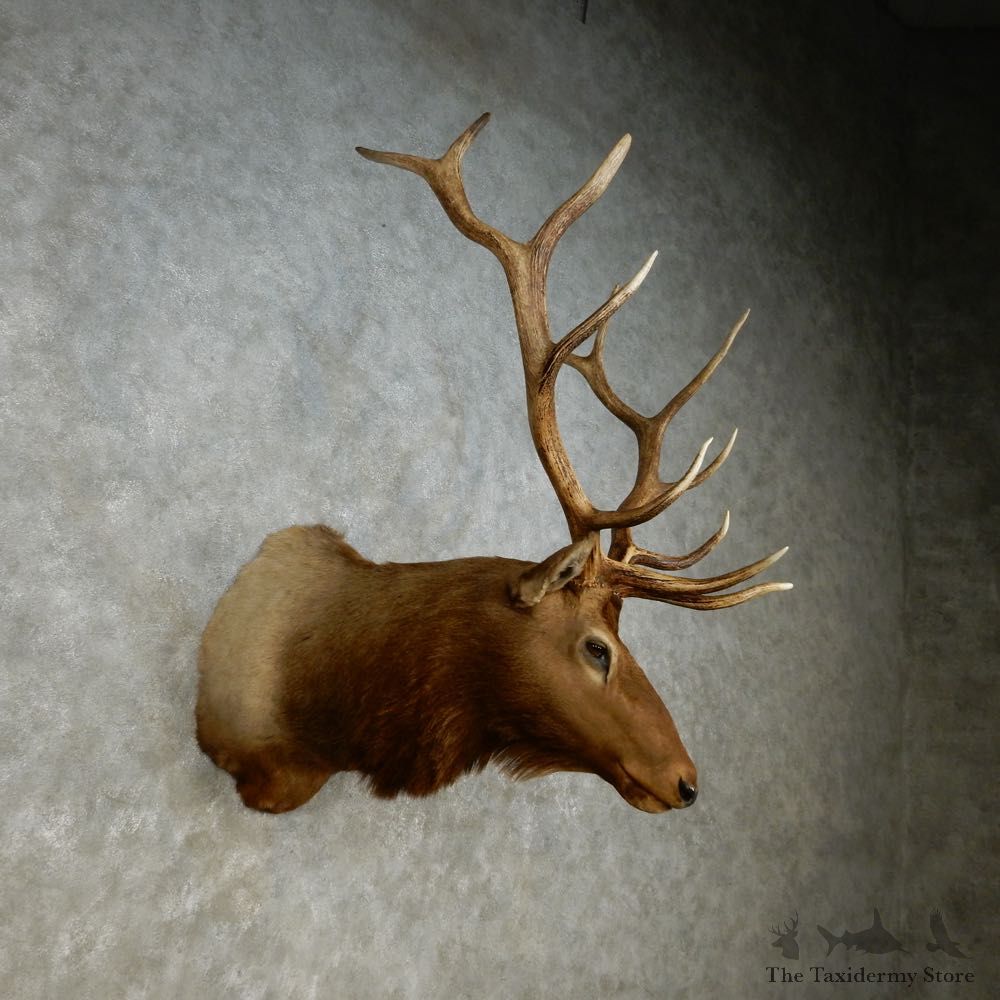 Rocky Mountain Elk Shoulder Mount For Sale #14268 @ The Taxidermy Store