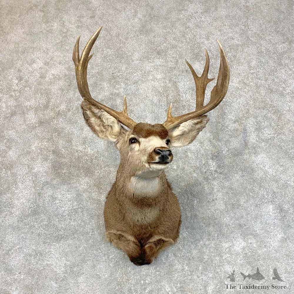 Mule Deer Shoulder Mount For Sale #22796 @ The Taxidermy Store