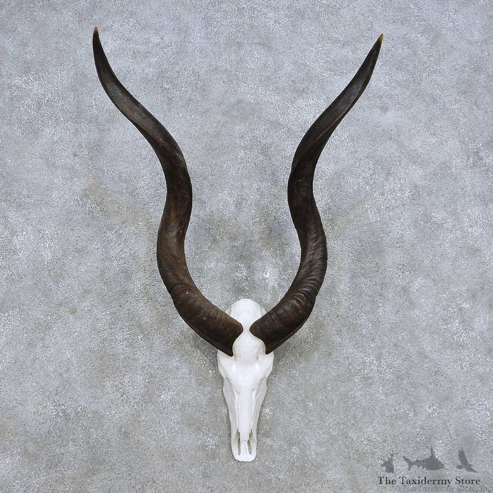 Kudu Skull Horn European Mount For Sale #14285 @ The Taxidermy Store