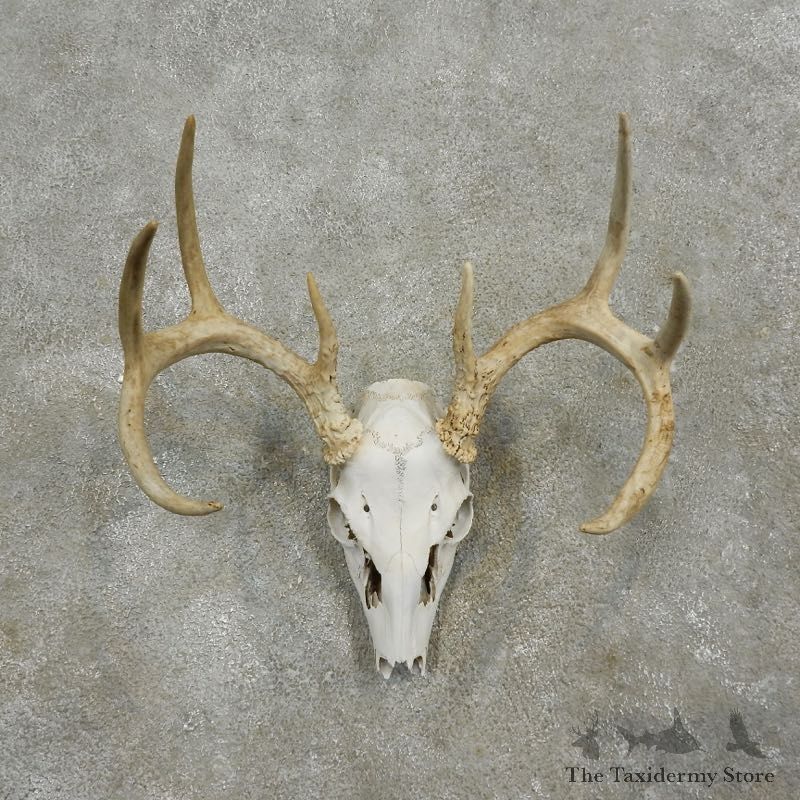 Whitetail Deer Skull European Mount For Sale #17563 @ The Taxidermy Store