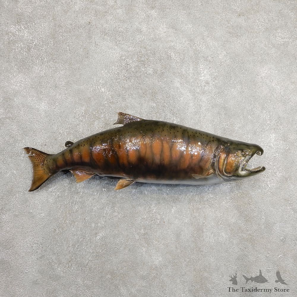 Spawning Phase King Salmon Fish Mount For Sale #20899 @ The Taxidermy Store