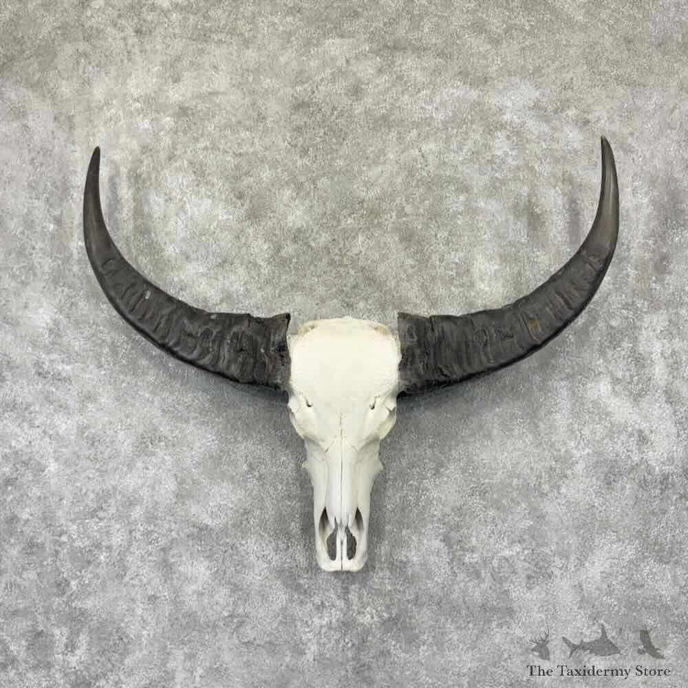 South Pacific Water Buffalo Skull European Mount For Sale #32327 @ The Taxidermy Store