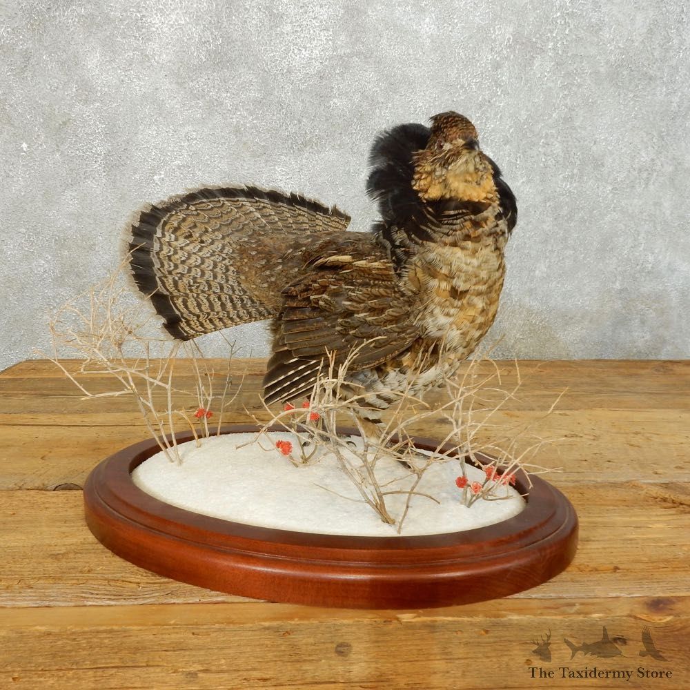Ruffed Grouse Bird Mount For Sale #18545 @ The Taxidermy Store