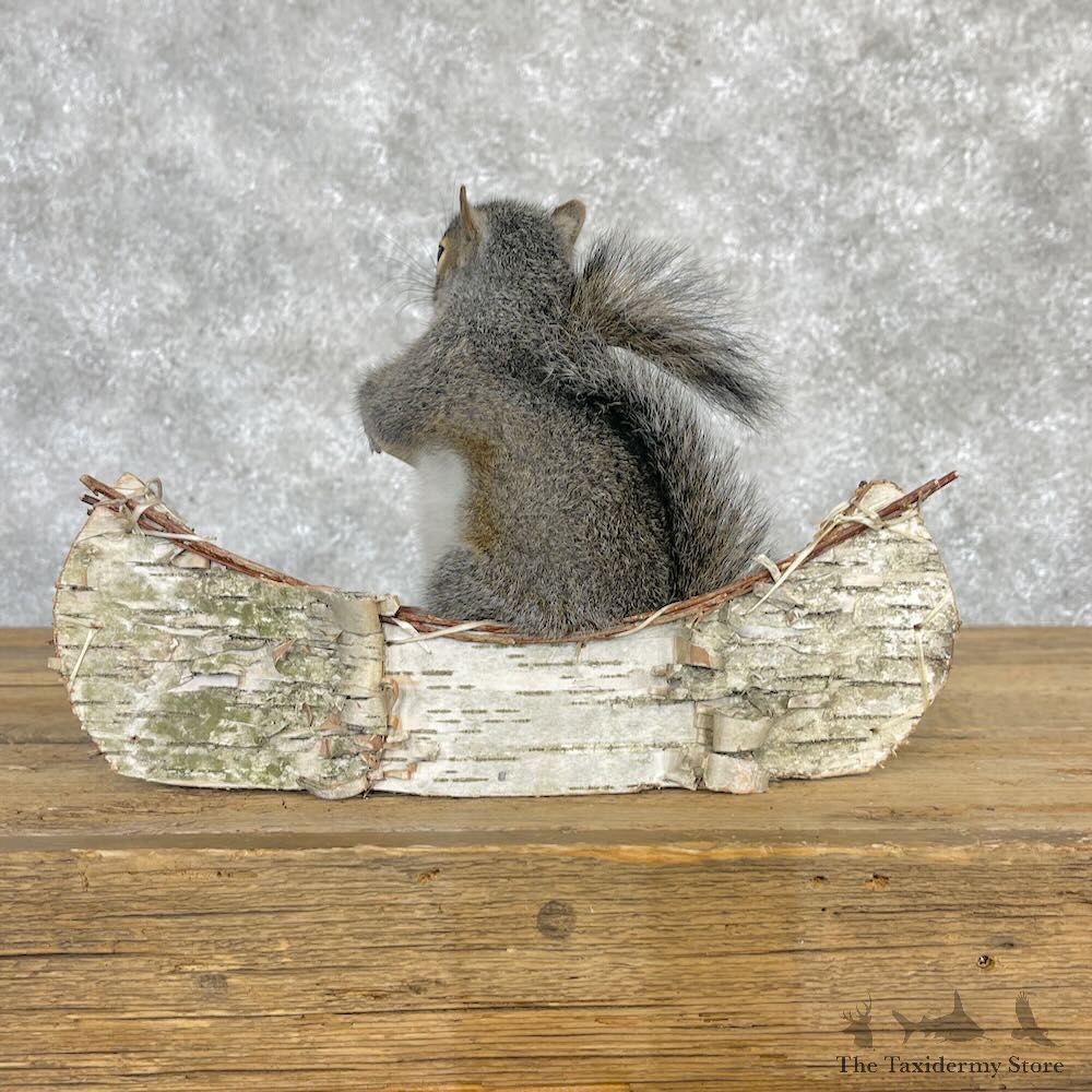 Canoe Squirrel Novelty Mount For Sale #28588 @ The Taxidermy Store
