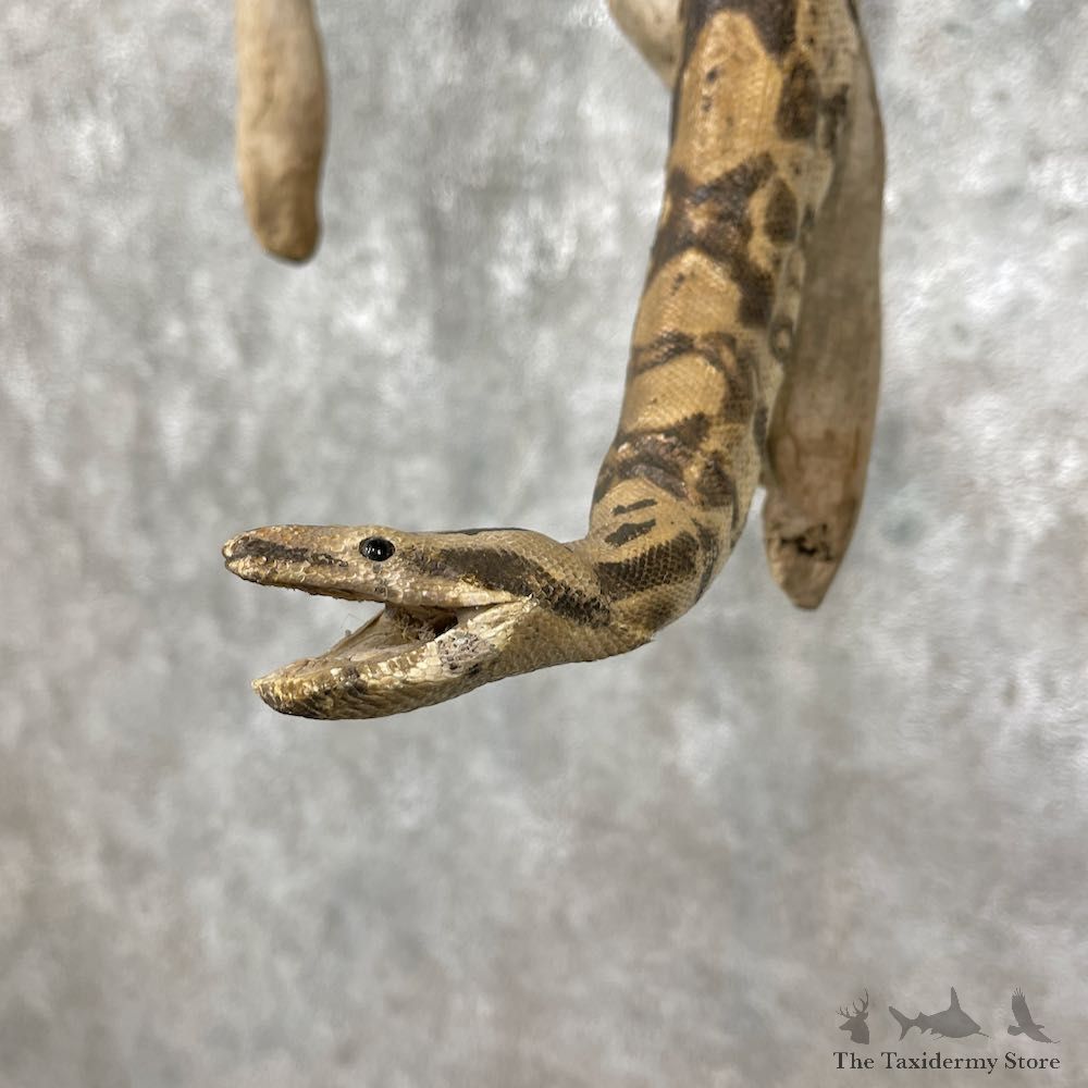 Reticulated Python Snake Mount For Sale #25791 @ The Taxidermy Store