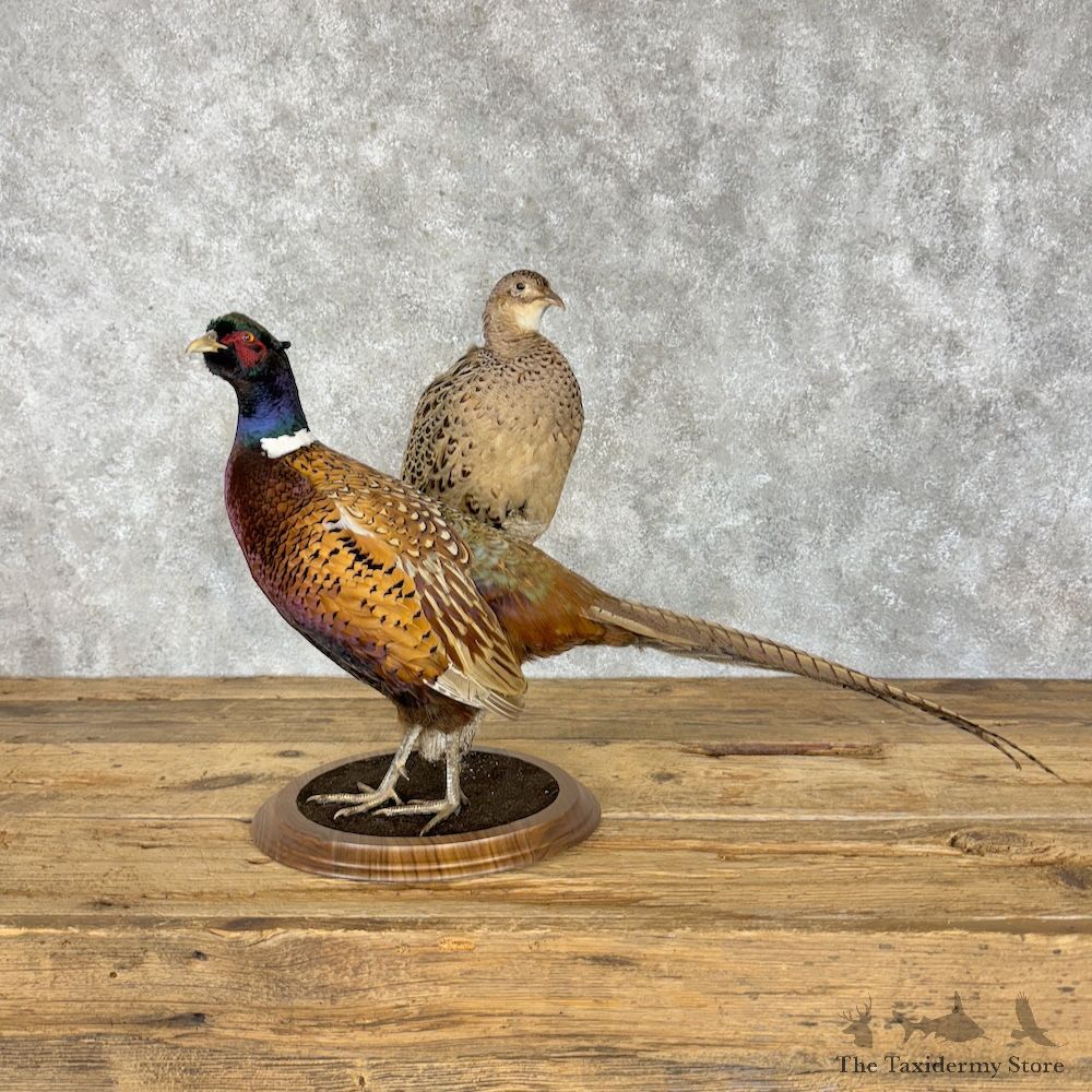 Ringneck Pheasant Pair Bird Mount For Sale #29656 @ The Taxidermy Store