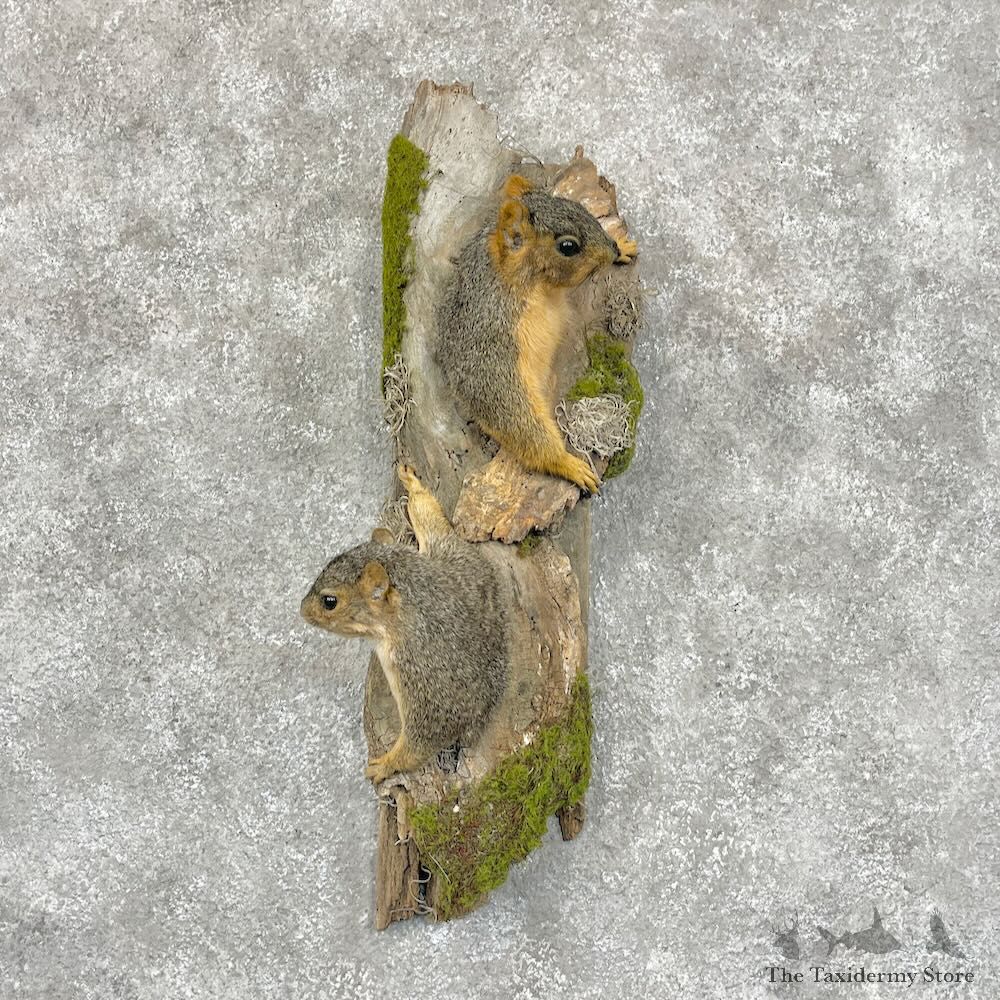Fox Squirrel Pair Life-Size Mount For Sale #28715 @ The Taxidermy Store
