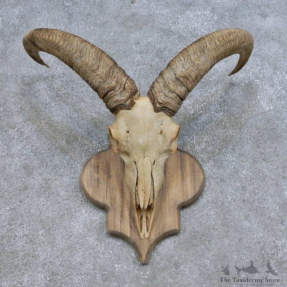 Aoudad Skull & Horn European Mount For Sale #14684 @ The Taxidermy Store