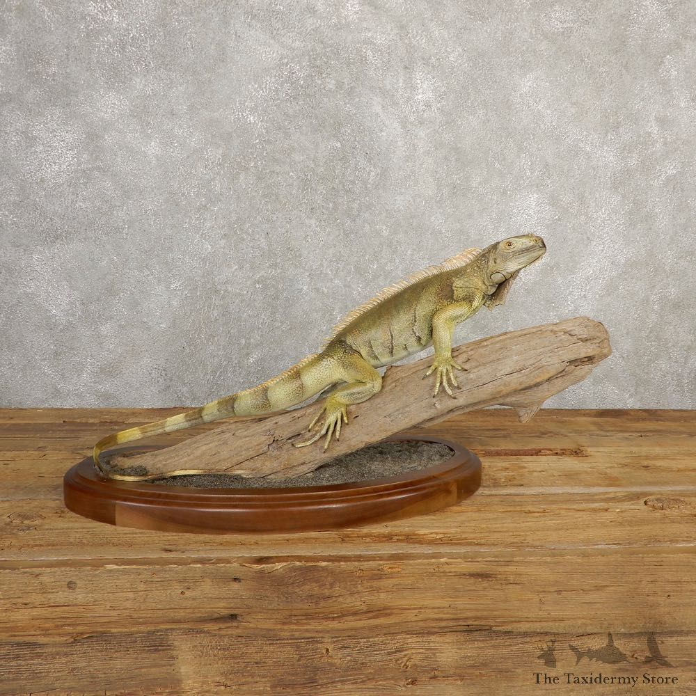 Green Iguana Mount For Sale #20657 @ The Taxidermy Store