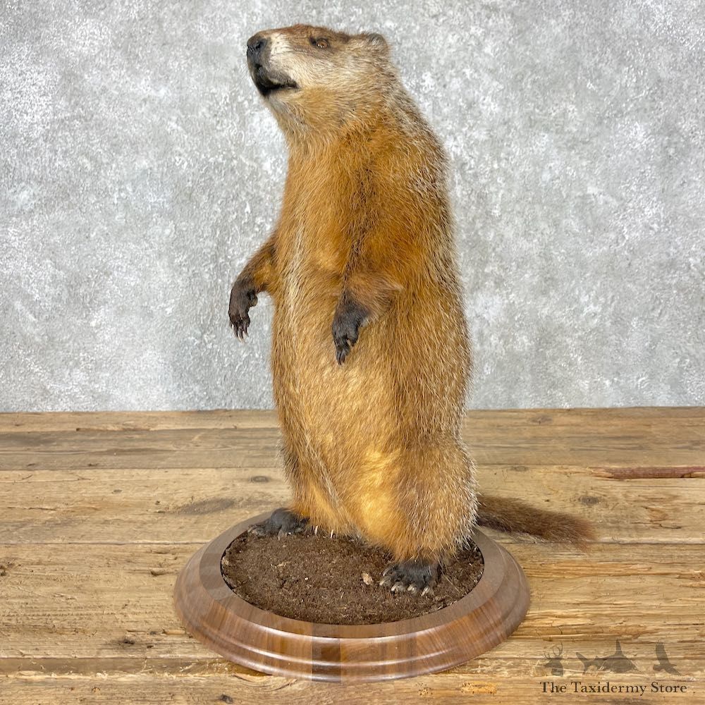 Woodchuck Life-Size Mount For Sale #26791 @ The Taxidermy Store