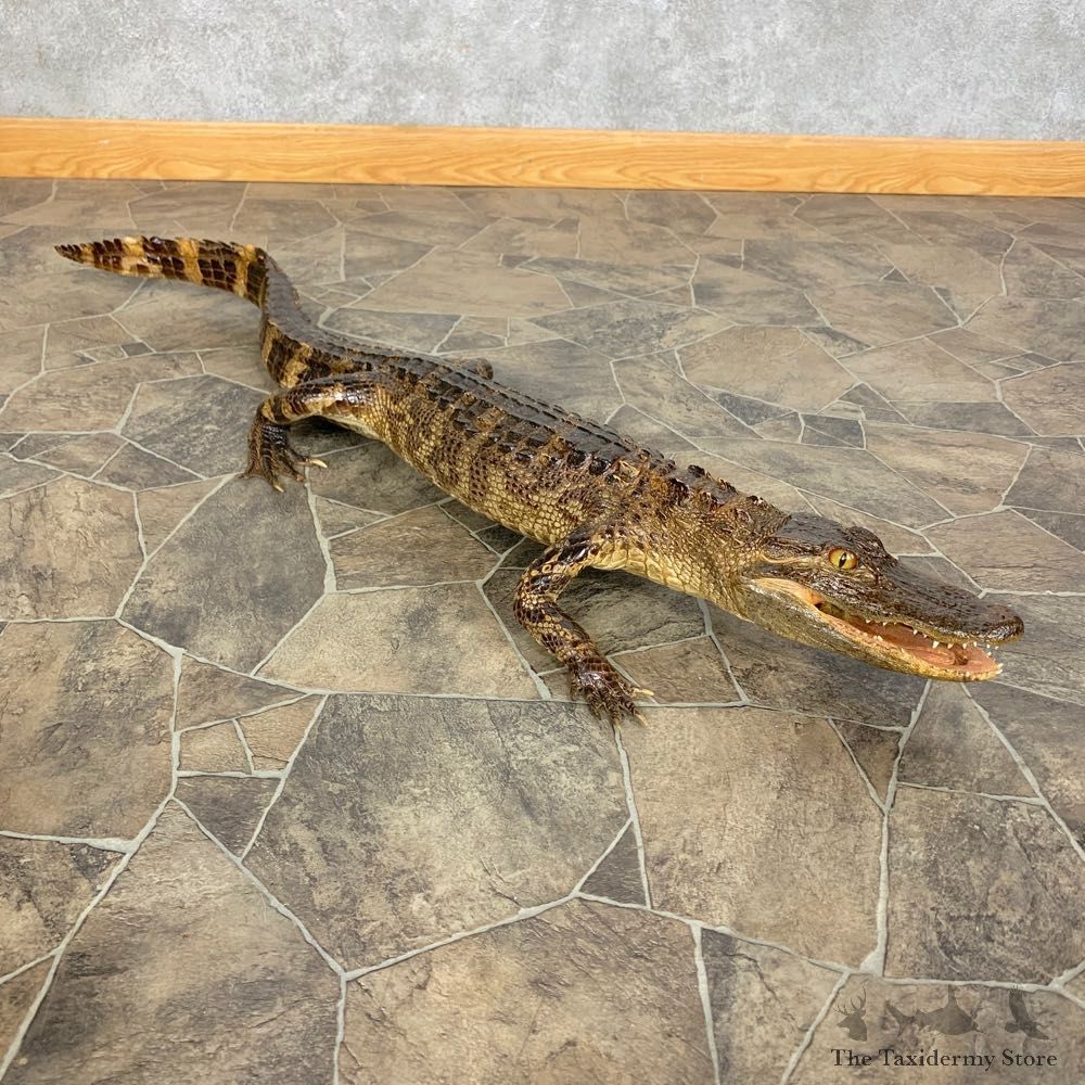 Alligator Life-Size Mount For Sale #23412 @ The Taxidermy Store