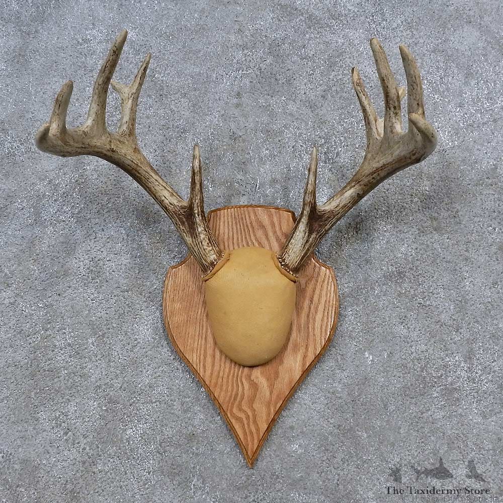 Whitetail Deer Antler Plaque Mount For Sale #15649 @ The Taxidermy Store