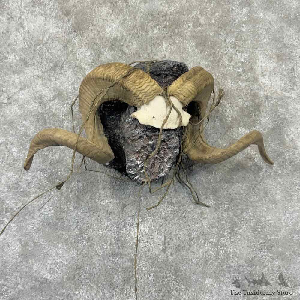 Corsican Ram Horns Display For Sale #32213 @ The Taxidermy Store