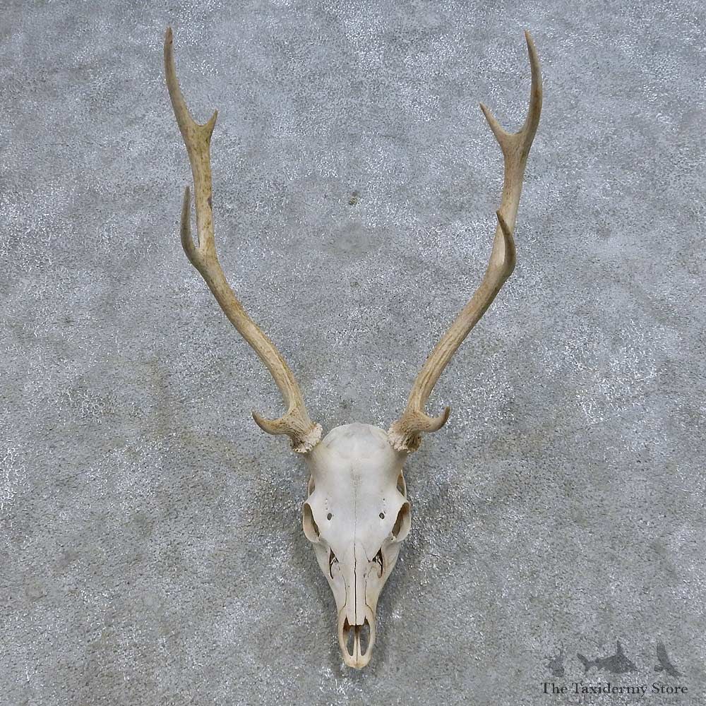 Sika Deer Skull & Horn European Mount For Sale #14679 @ The Taxidermy Store