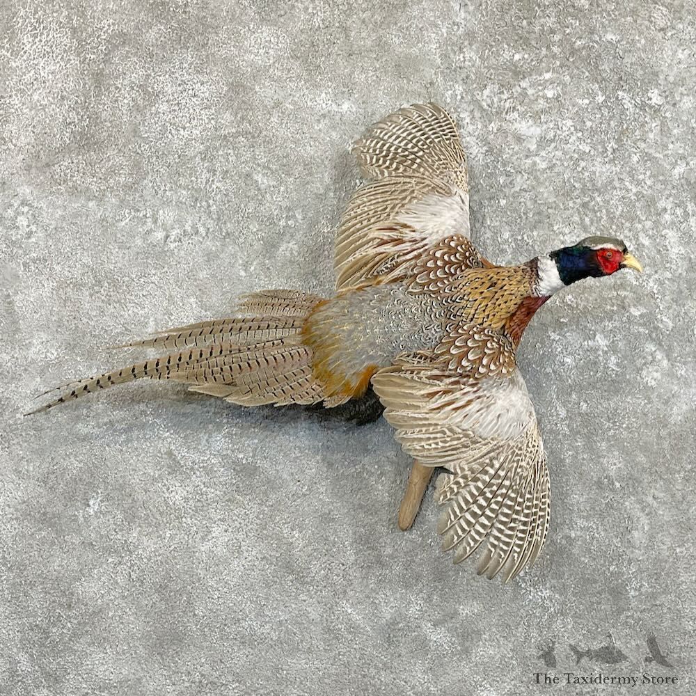 Ringneck Pheasant Bird Mount For Sale #27475 @ The Taxidermy Store