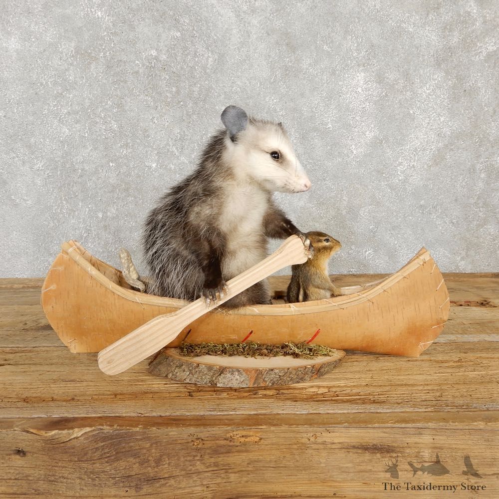 Canoeing Opossum and Chipmunk Novelty Mount For Sale #20212 @ The Taxidermy Store