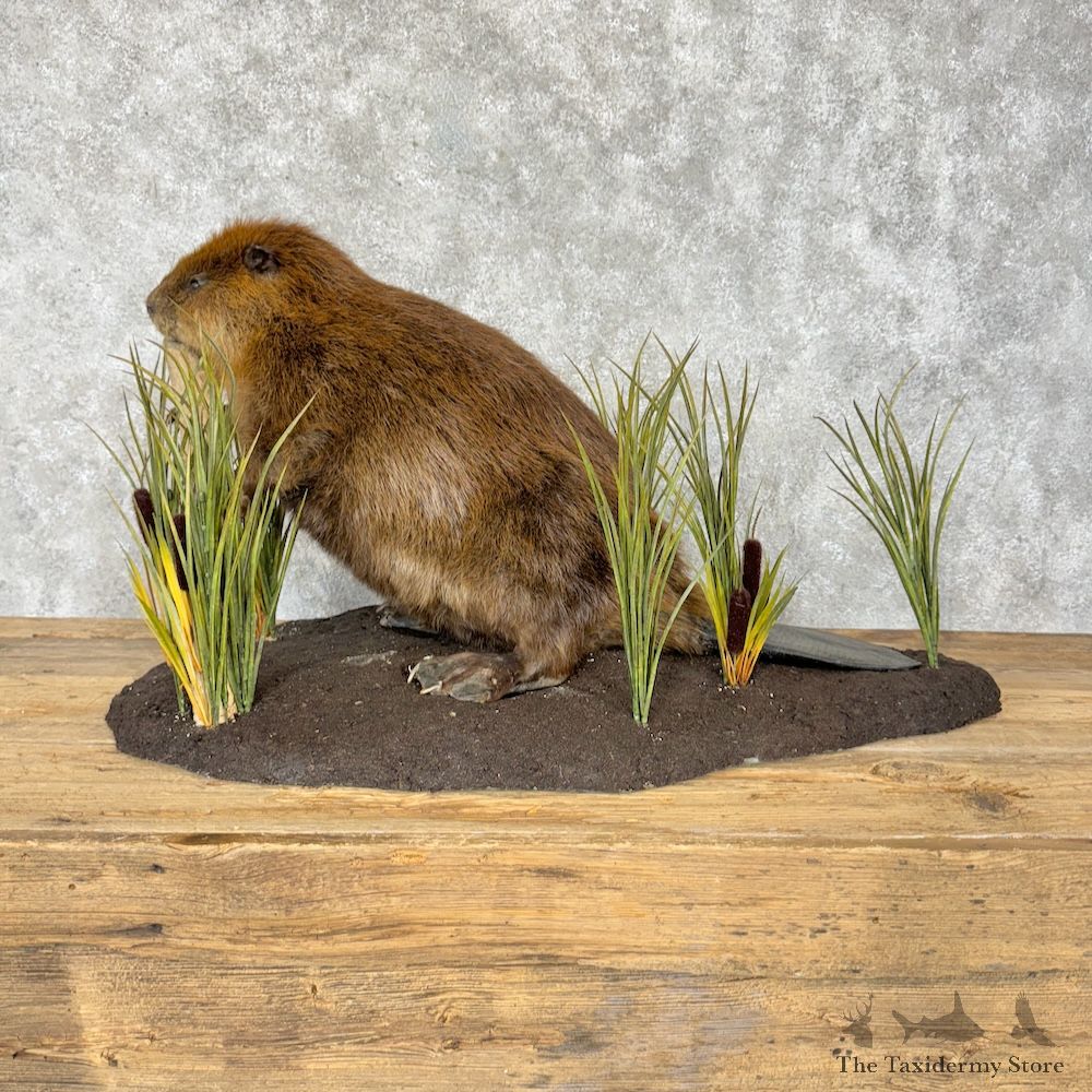 North American Beaver Mount For Sale #29346 @ The Taxidermy Store