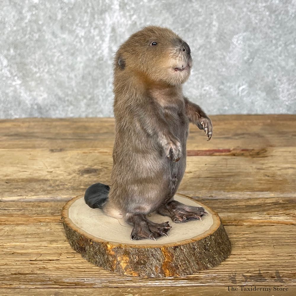 Baby North American Beaver Mount For Sale #24453 @ The Taxidermy Store