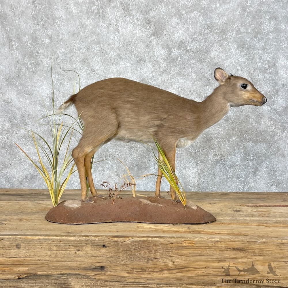 Blue Duiker Life-Size Mount For Sale #28886 @ The Taxidermy Store